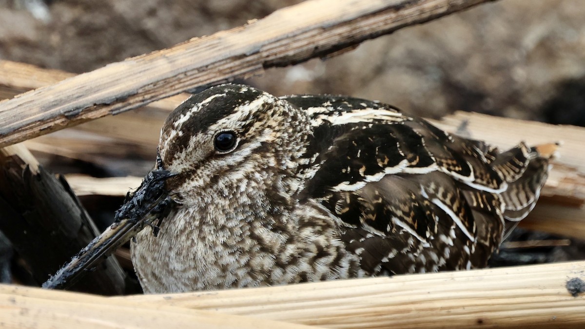 Wilson's Snipe - ML628799455