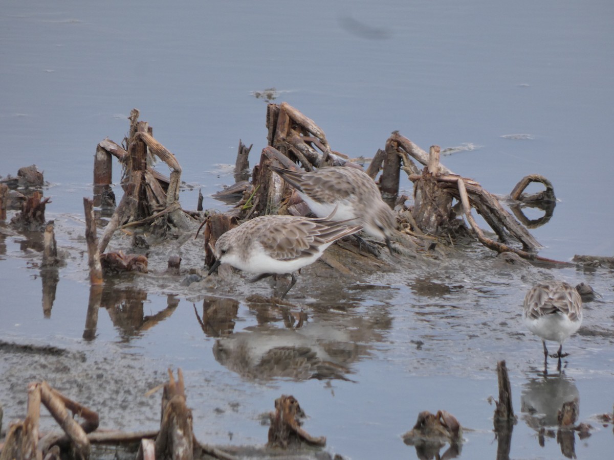 Red-necked Stint - ML628799460