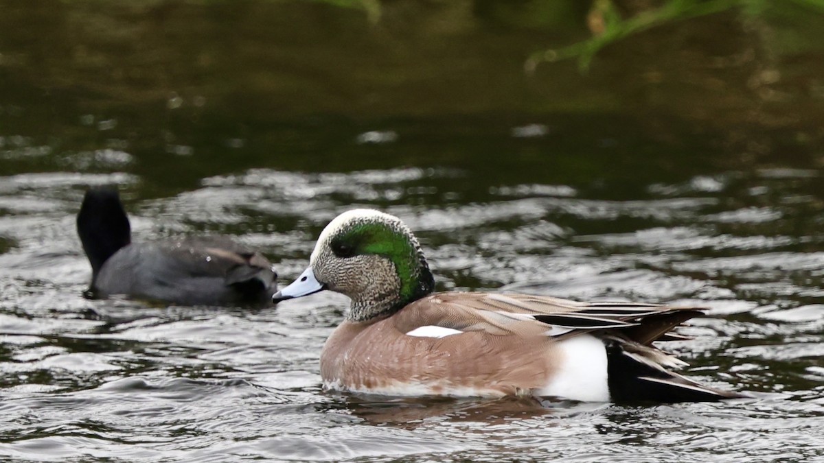 葡萄胸鴨 - ML628799507