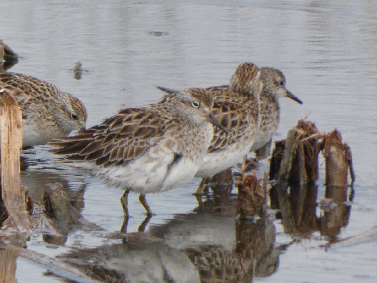 Sharp-tailed Sandpiper - ML628799514