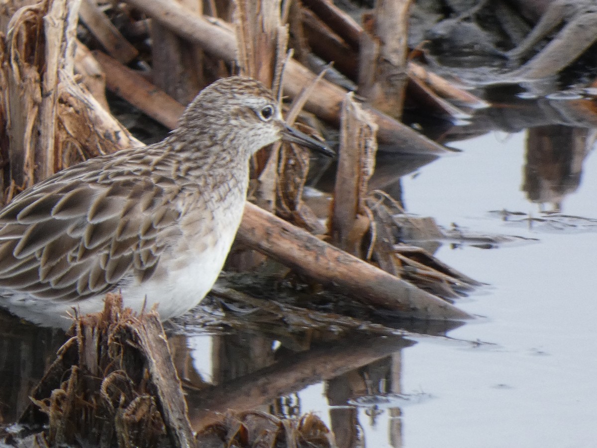 Sharp-tailed Sandpiper - ML628799517