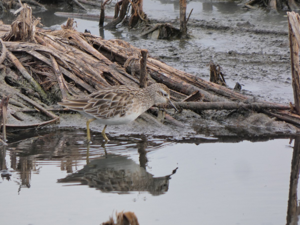 Sharp-tailed Sandpiper - ML628799523