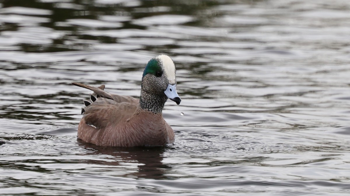 葡萄胸鴨 - ML628799530
