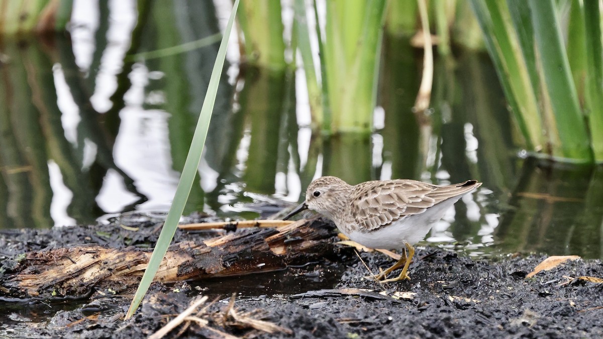 Least Sandpiper - ML628799563