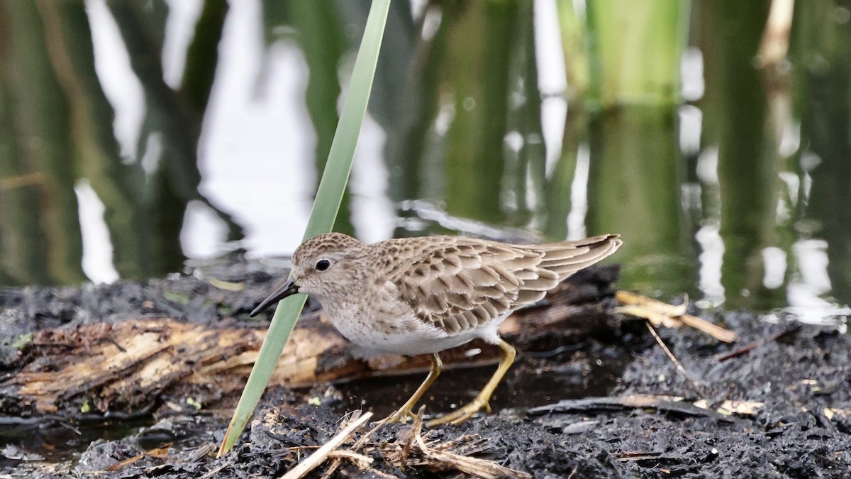 Least Sandpiper - ML628799584