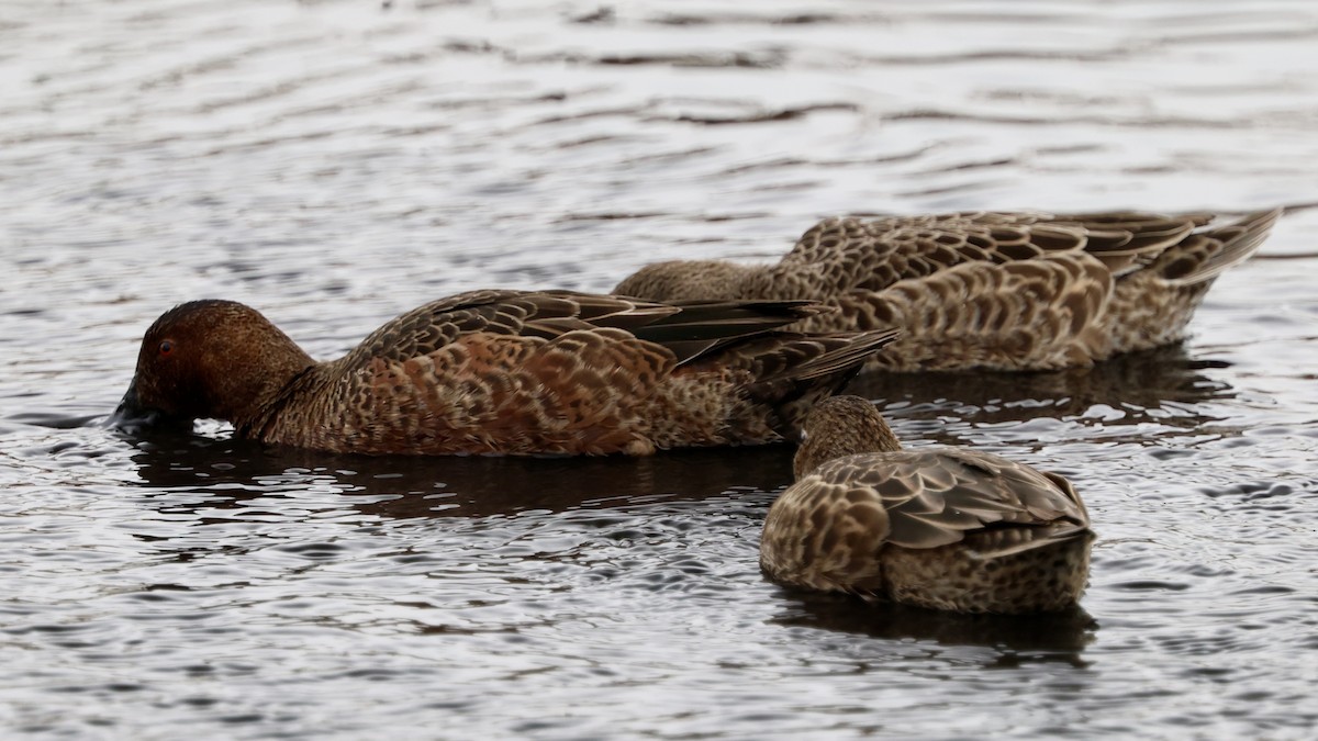 Cinnamon Teal - ML628799616