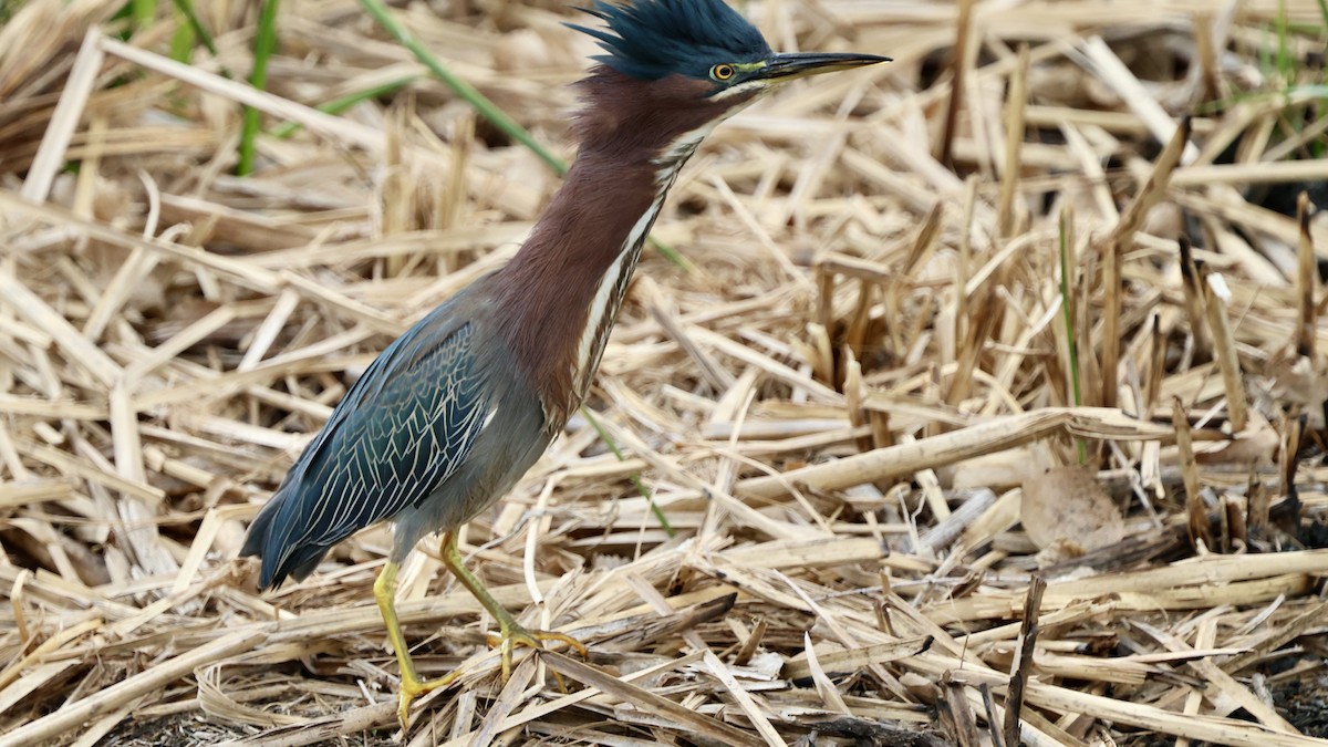 Green Heron - ML628799624