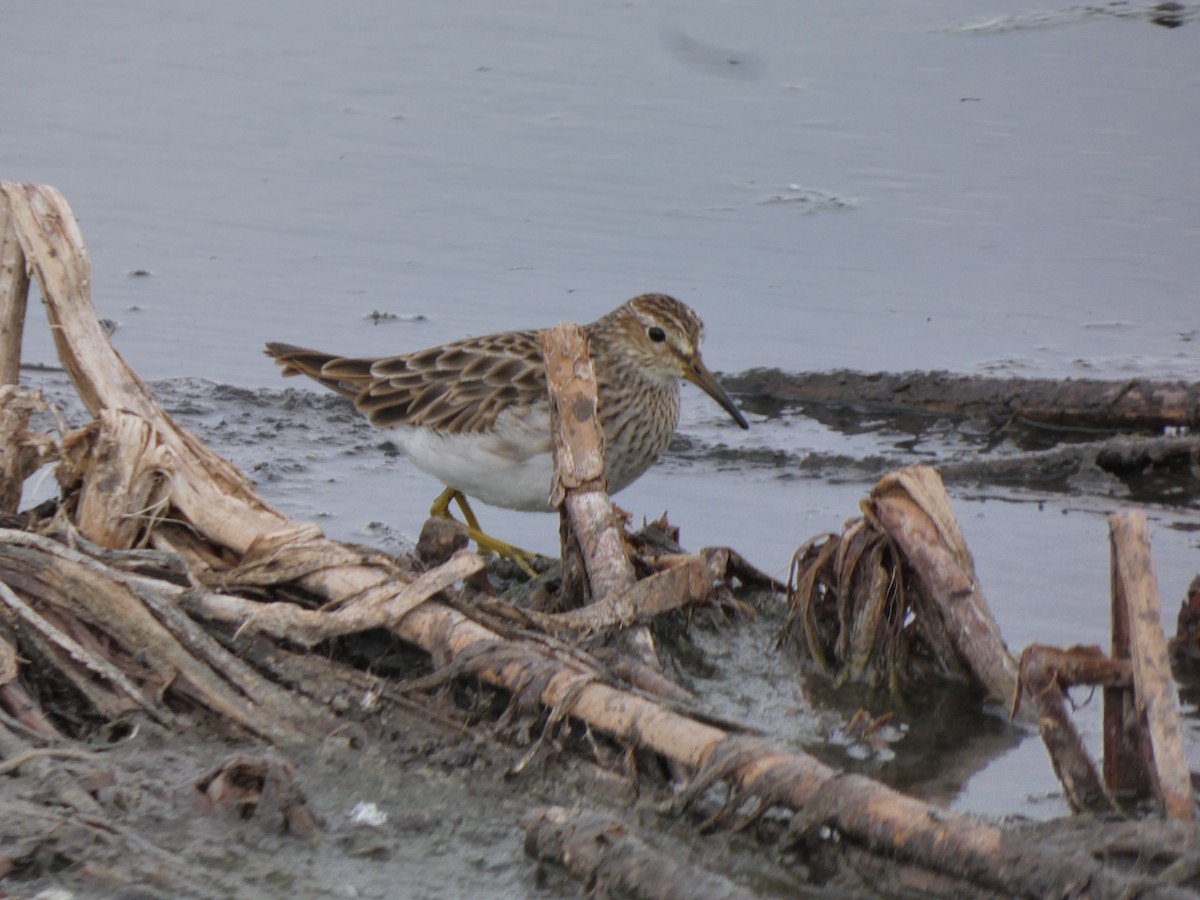 Pectoral Sandpiper - ML628799628