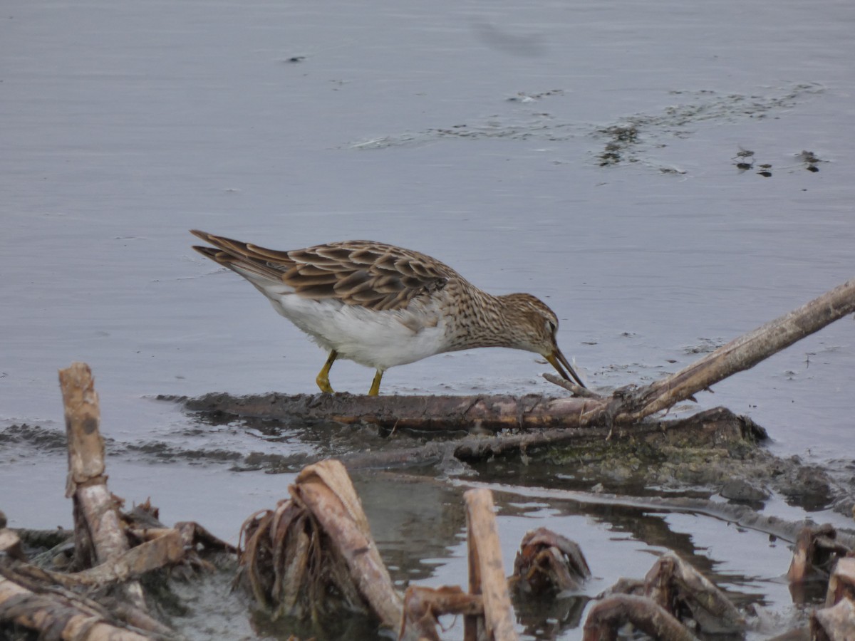 Pectoral Sandpiper - ML628799641