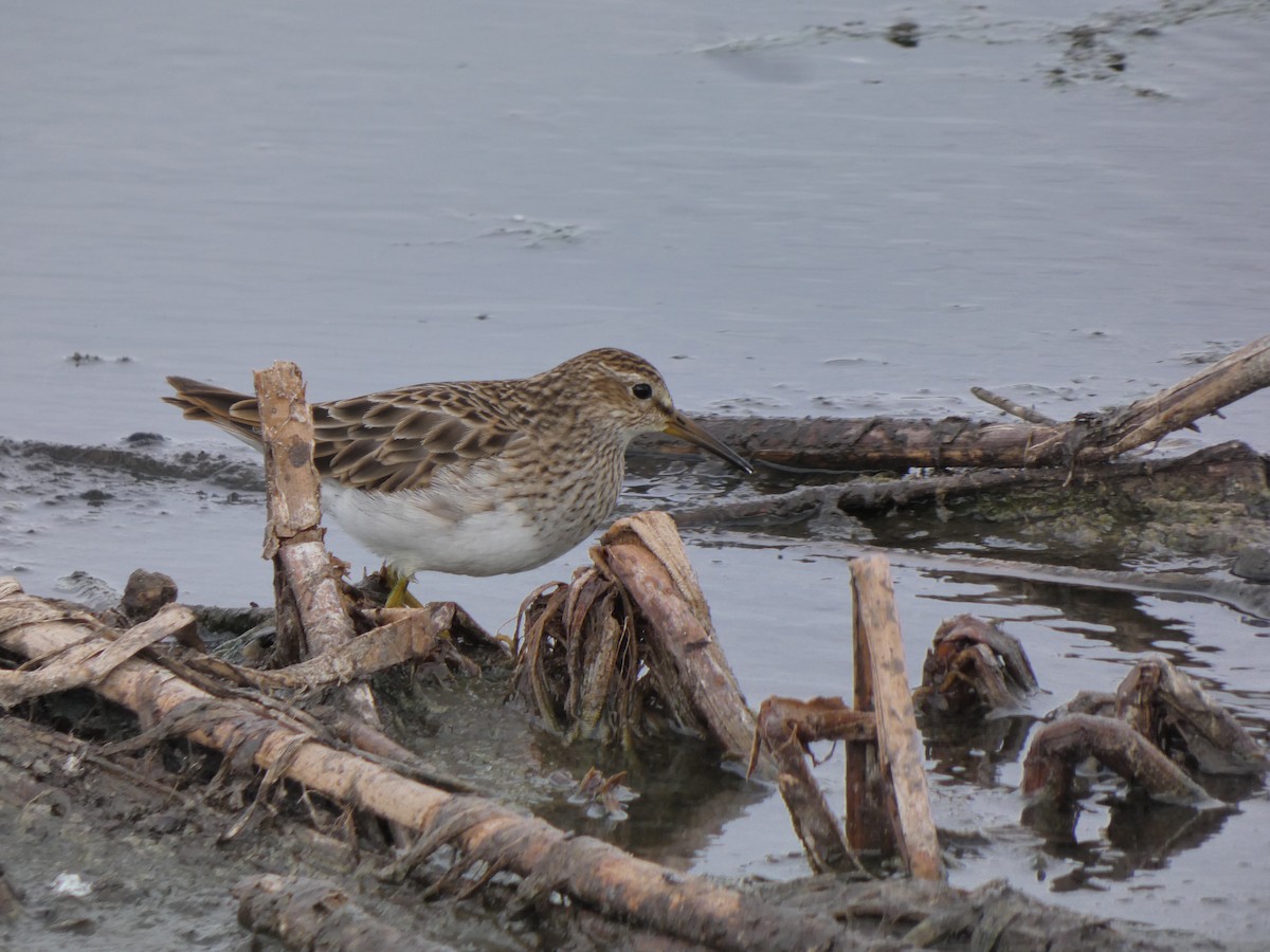 Pectoral Sandpiper - ML628799643