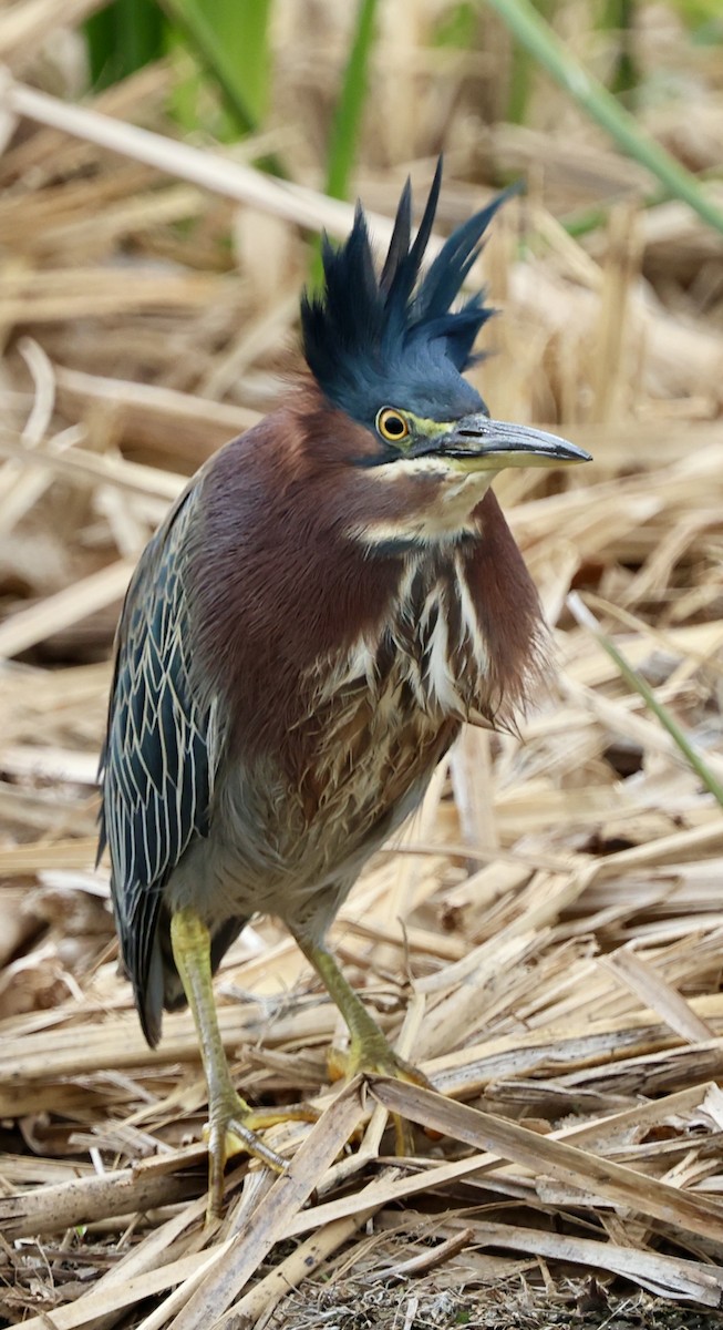 Green Heron - ML628799665