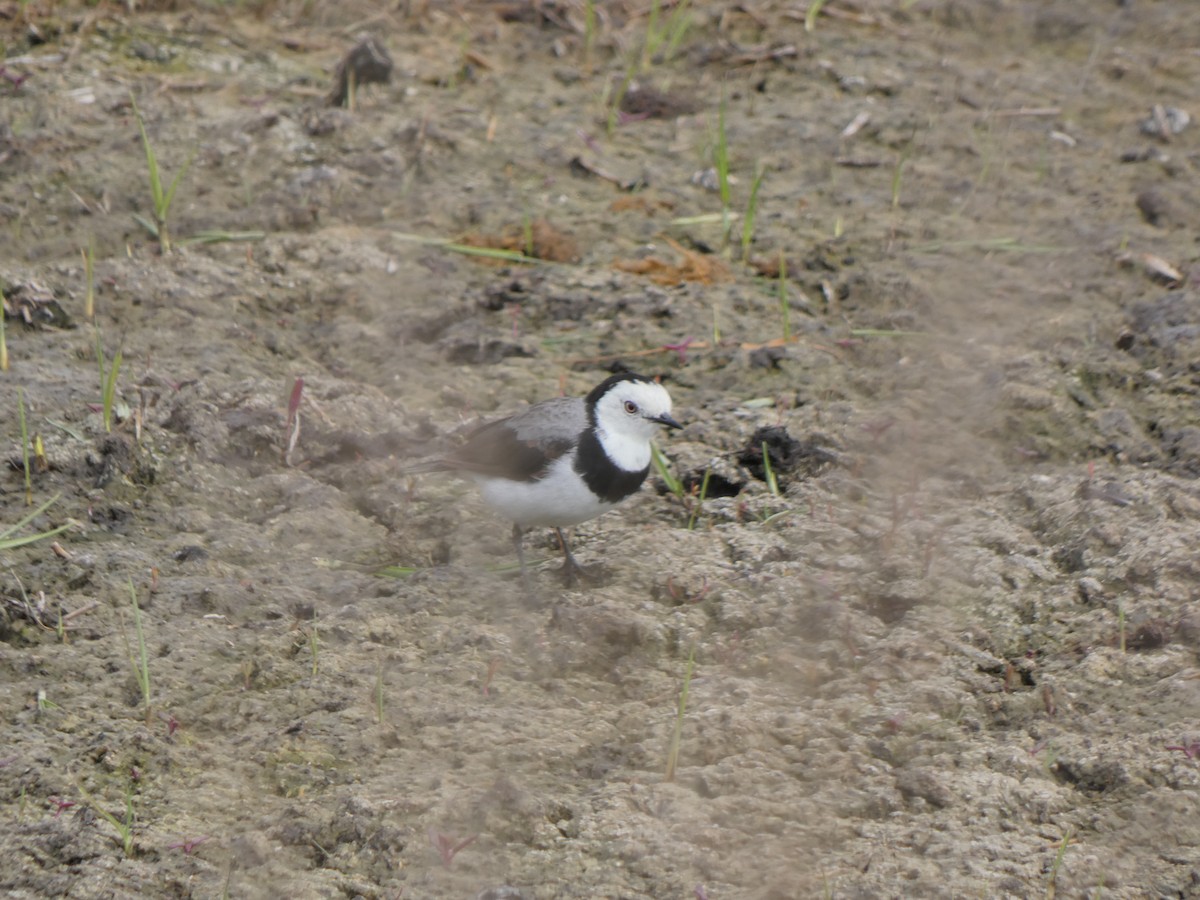 White-fronted Chat - ML628799666