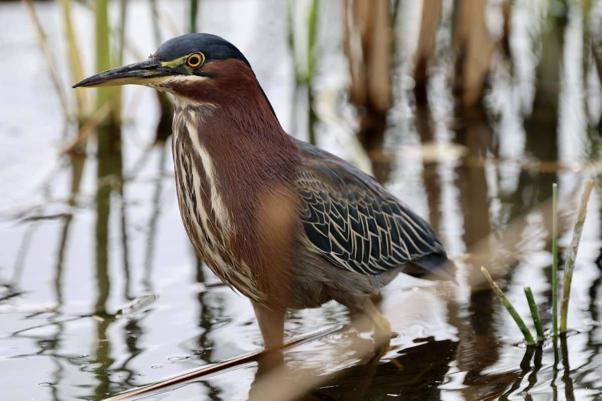 Green Heron - ML628799684
