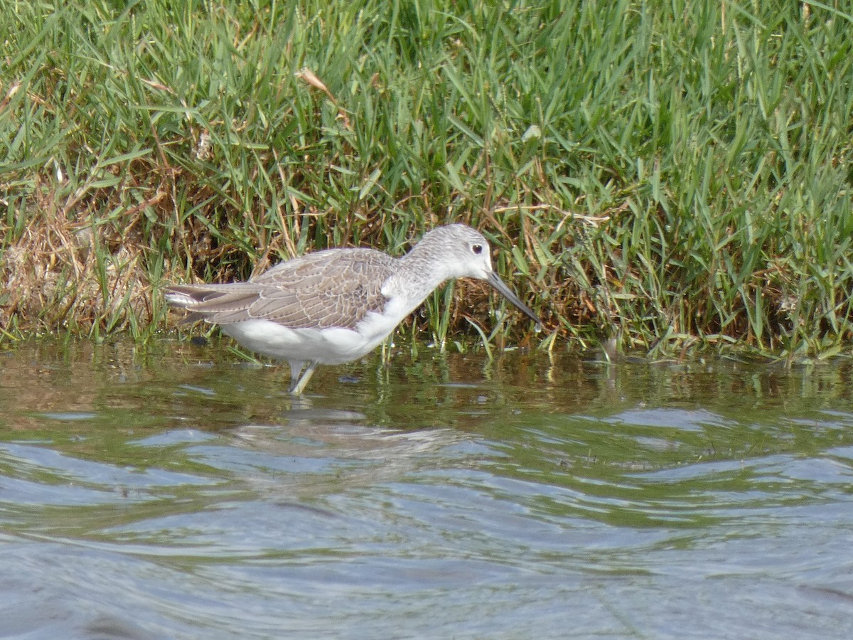 Common Greenshank - ML628799687