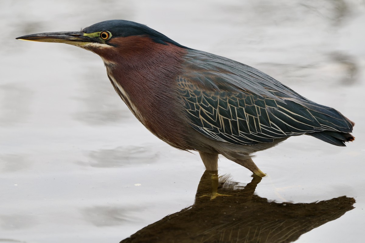 Green Heron - ML628799696