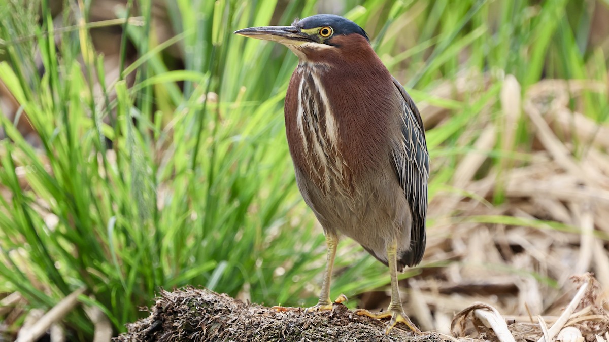 Green Heron - ML628799741