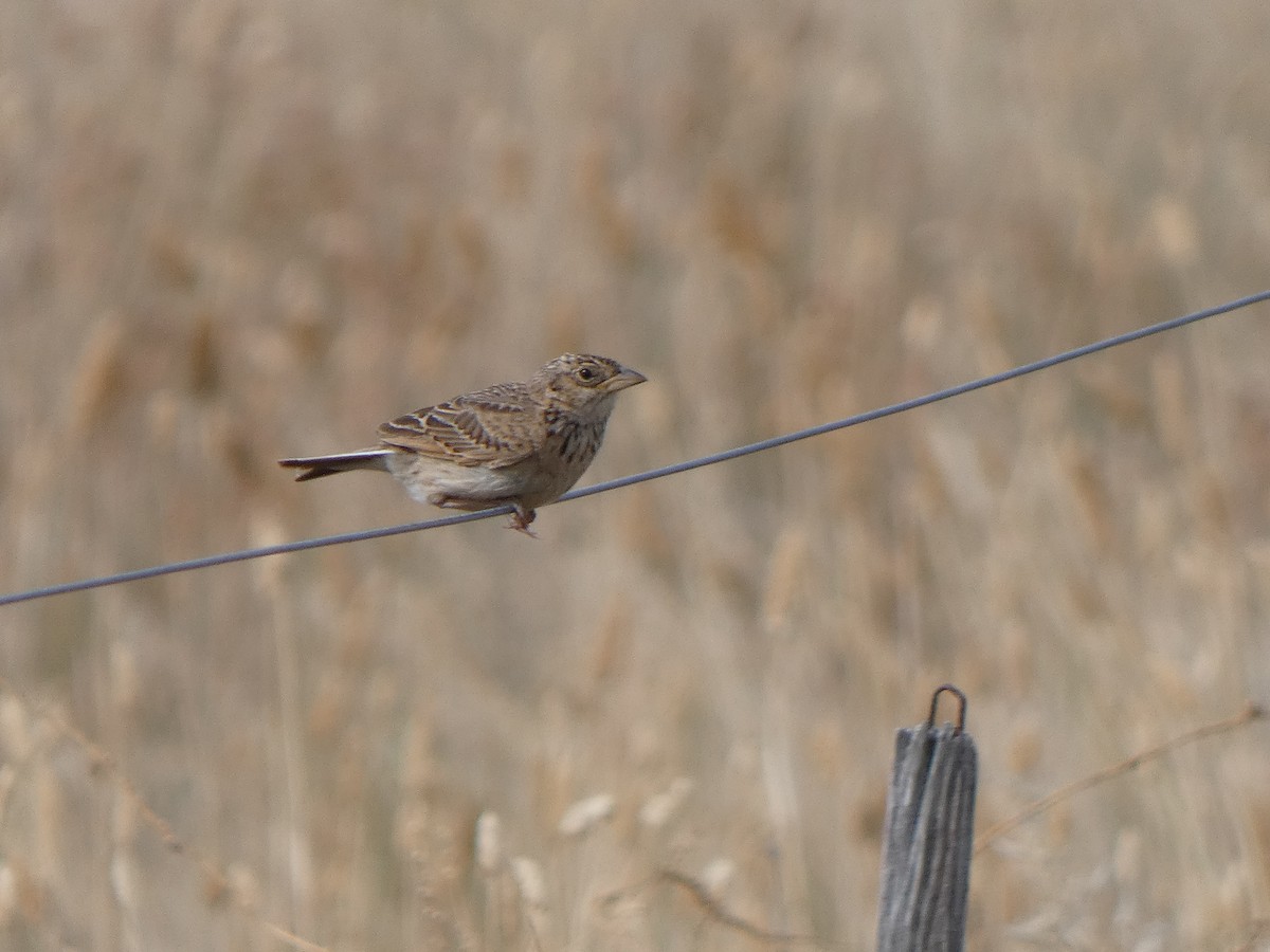 Singing Bushlark (Australasian) - ML628799758