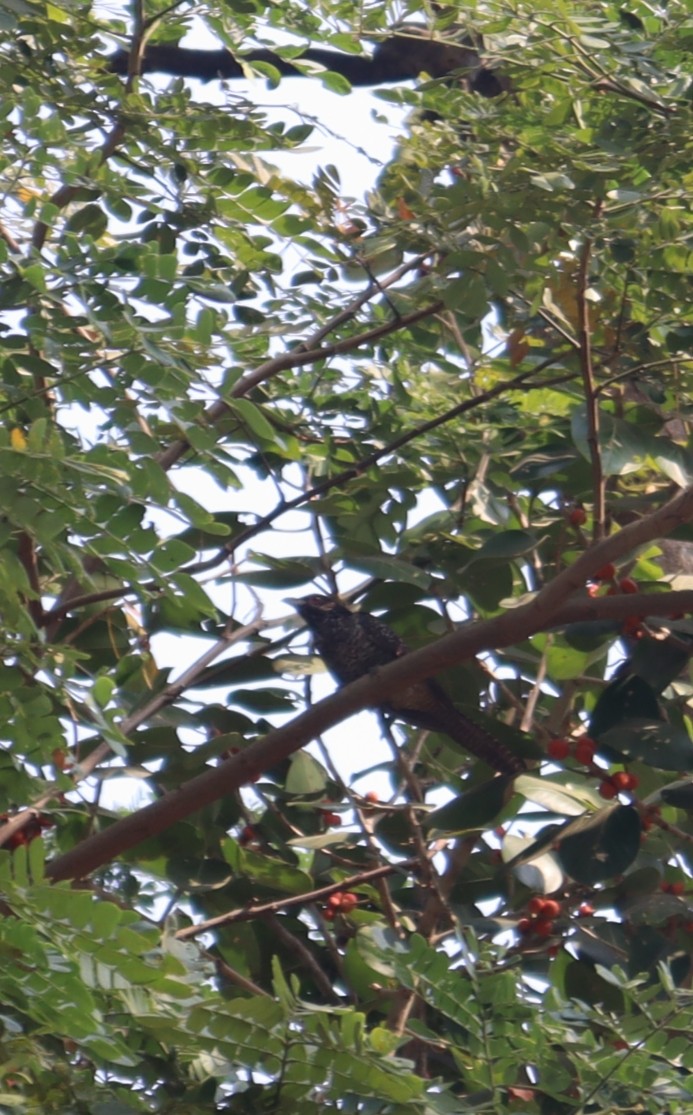 Koel - ML628799764