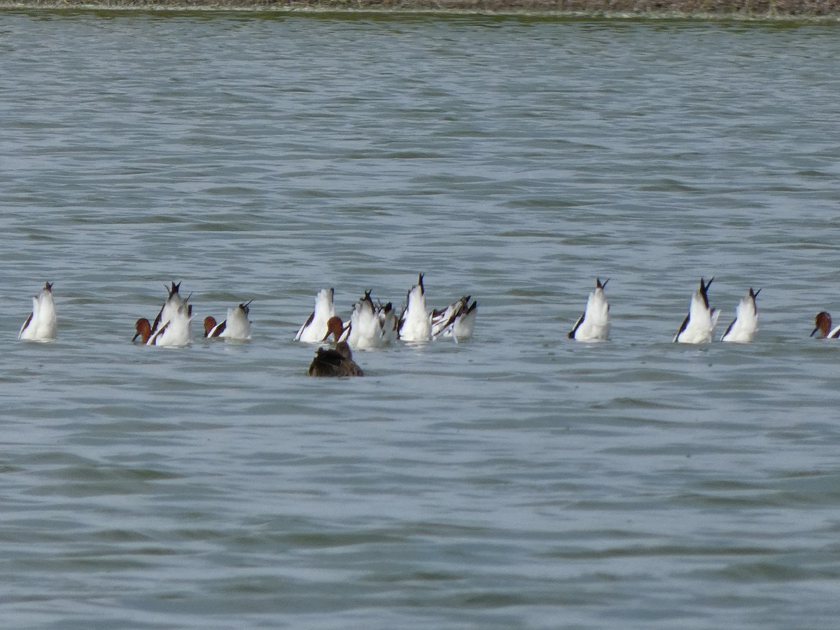 Red-necked Avocet - ML628799809