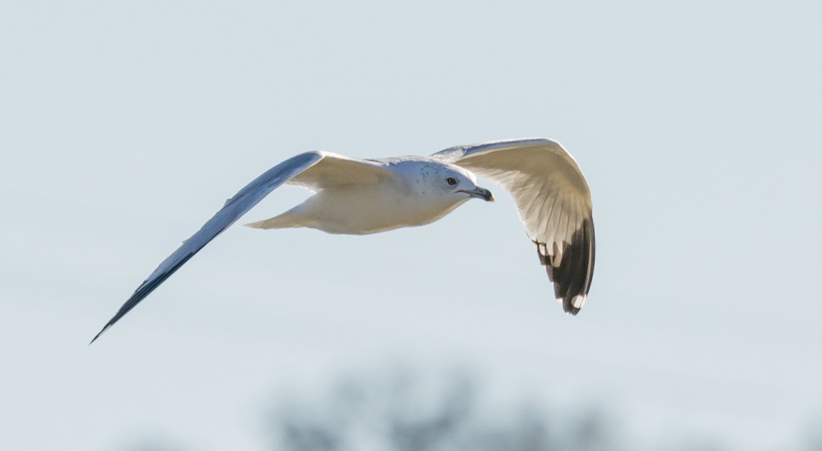 Ring-billed Gull - ML628799811
