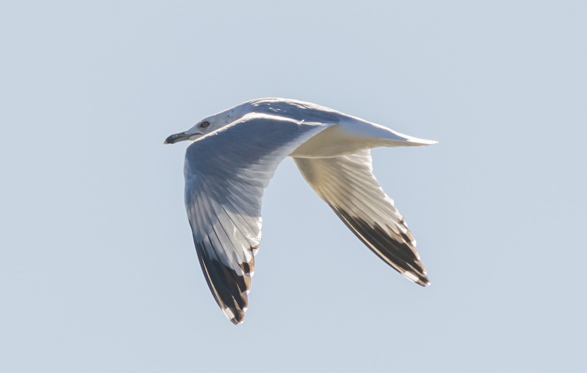 Ring-billed Gull - ML628799812