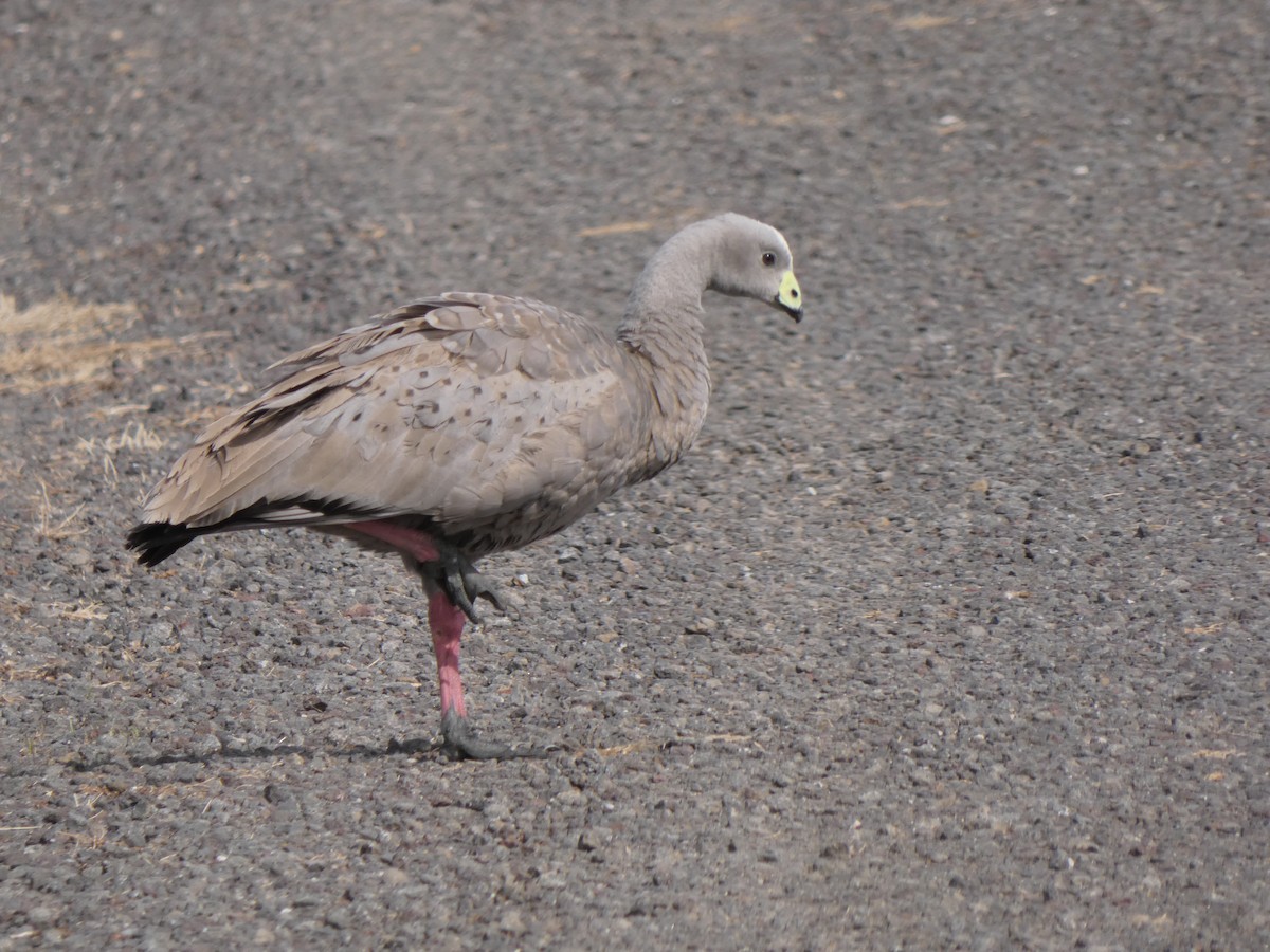 Cape Barren Goose - ML628799822