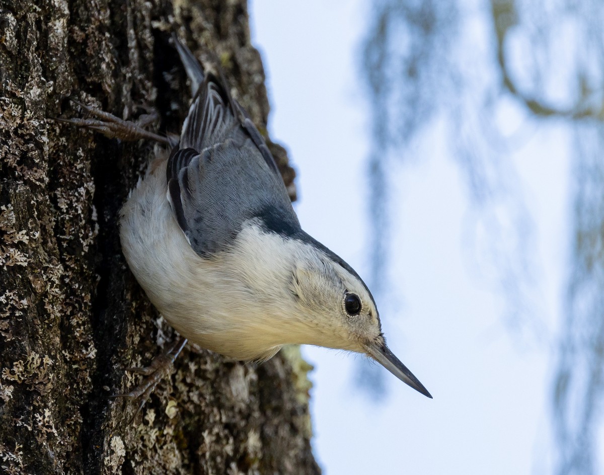 White-breasted Nuthatch - ML628799847