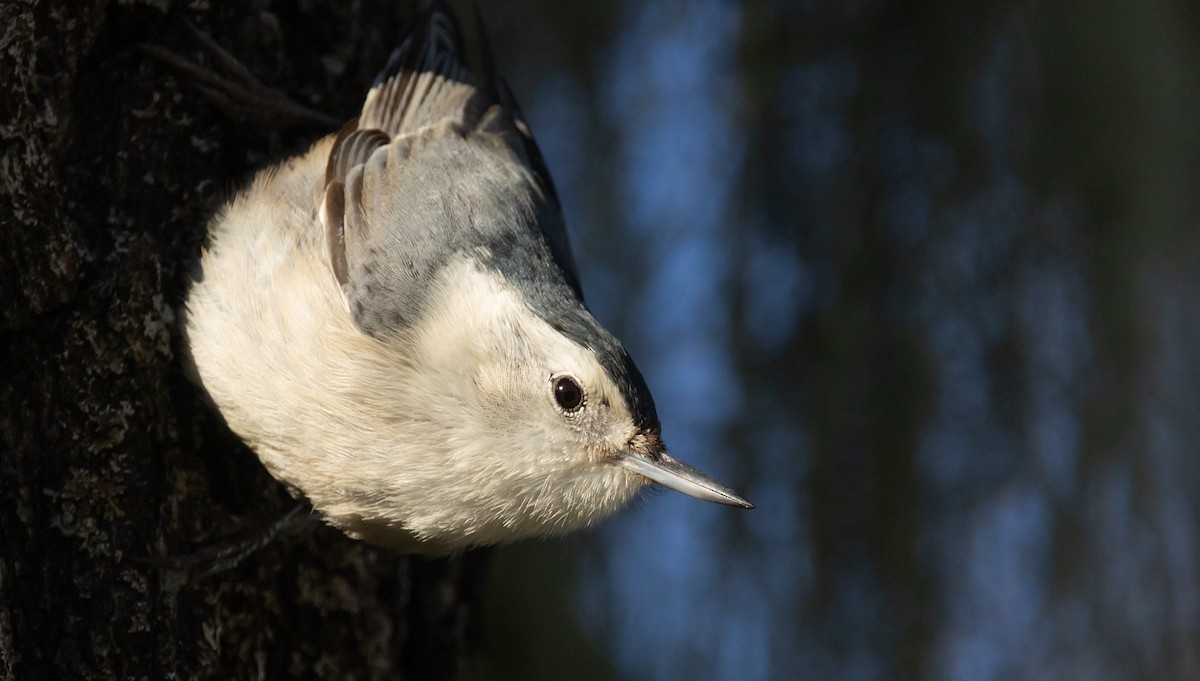 White-breasted Nuthatch - ML628799848