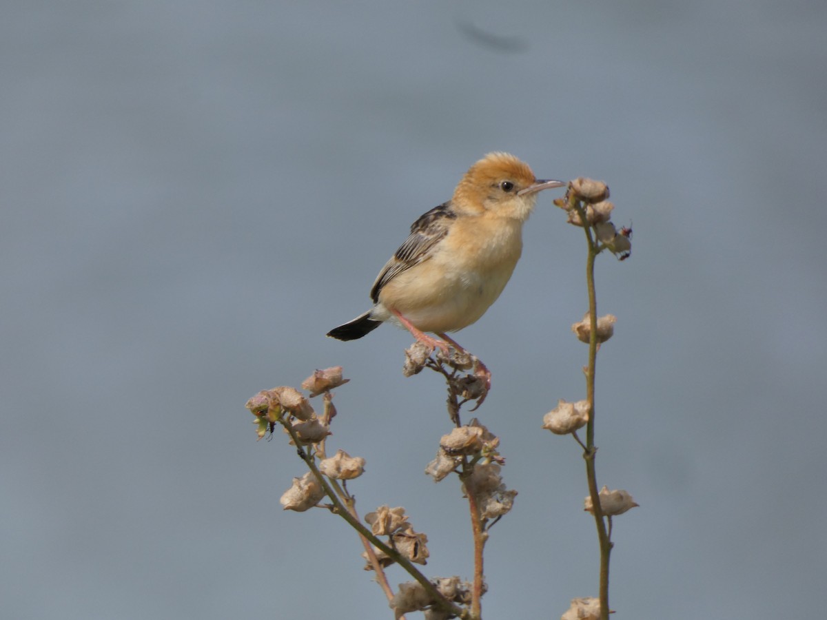 Golden-headed Cisticola - ML628799865