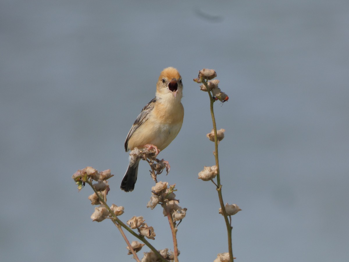 Golden-headed Cisticola - ML628799867