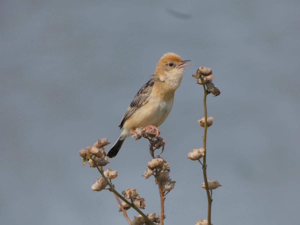 Golden-headed Cisticola - ML628799869