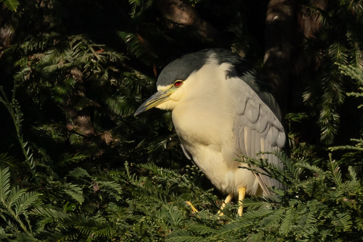 Black-crowned Night Heron - ML628799888