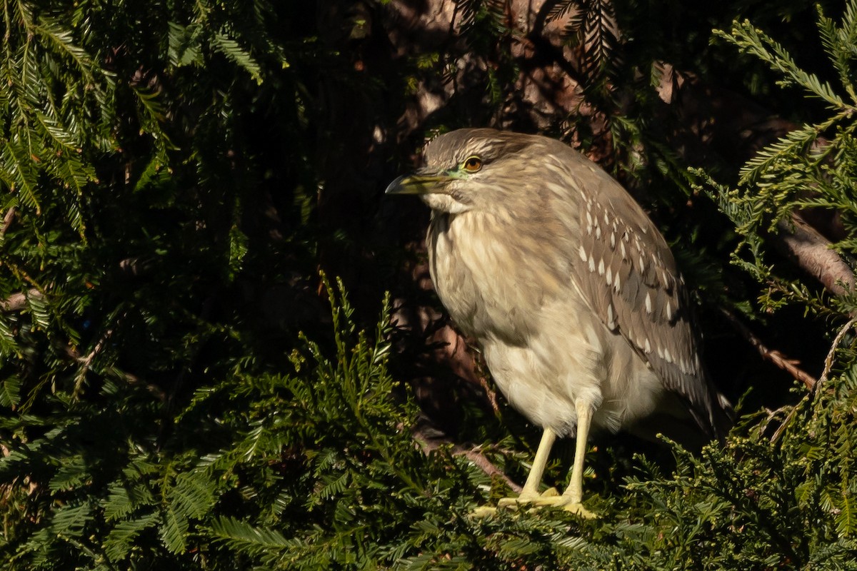 Black-crowned Night Heron - ML628799890