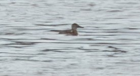 Ruddy Duck - ML628800019
