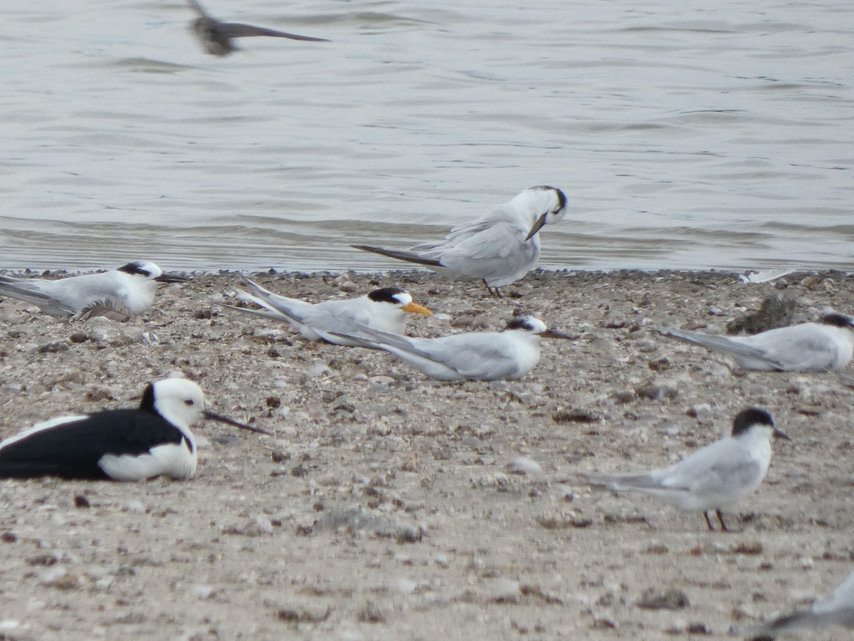 Australian Fairy Tern - ML628800175