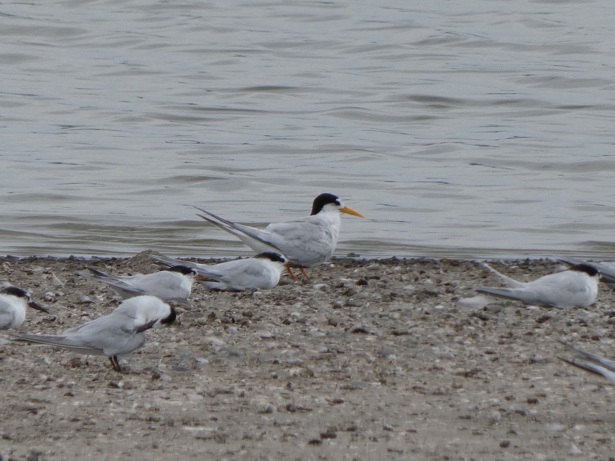 Australian Fairy Tern - ML628800178