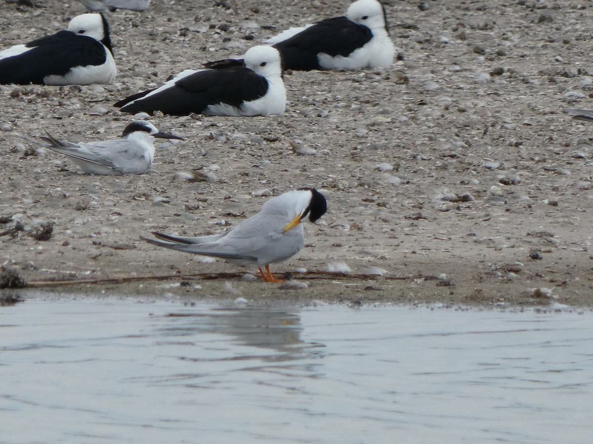 Little Tern - ML628800198