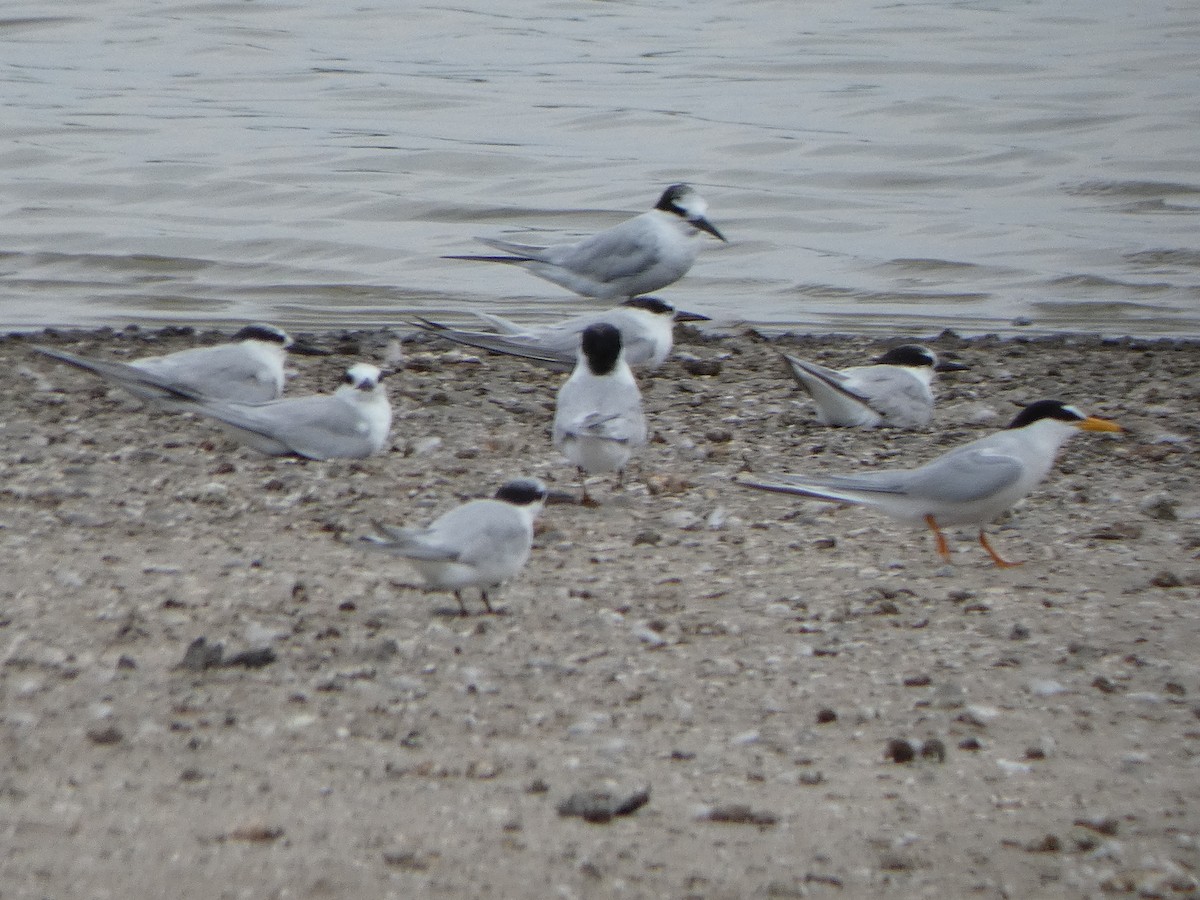 Little Tern - ML628800209