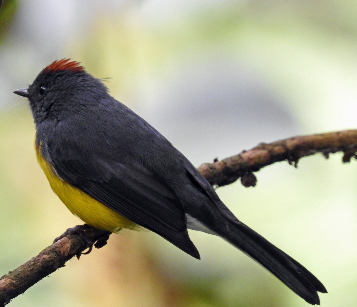 Slate-throated Redstart - ML628800243