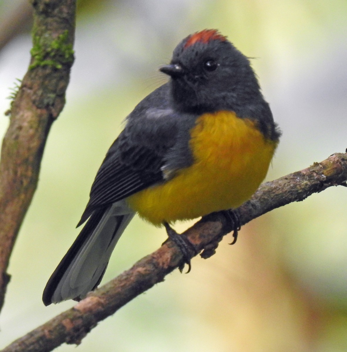 Slate-throated Redstart - ML628800244