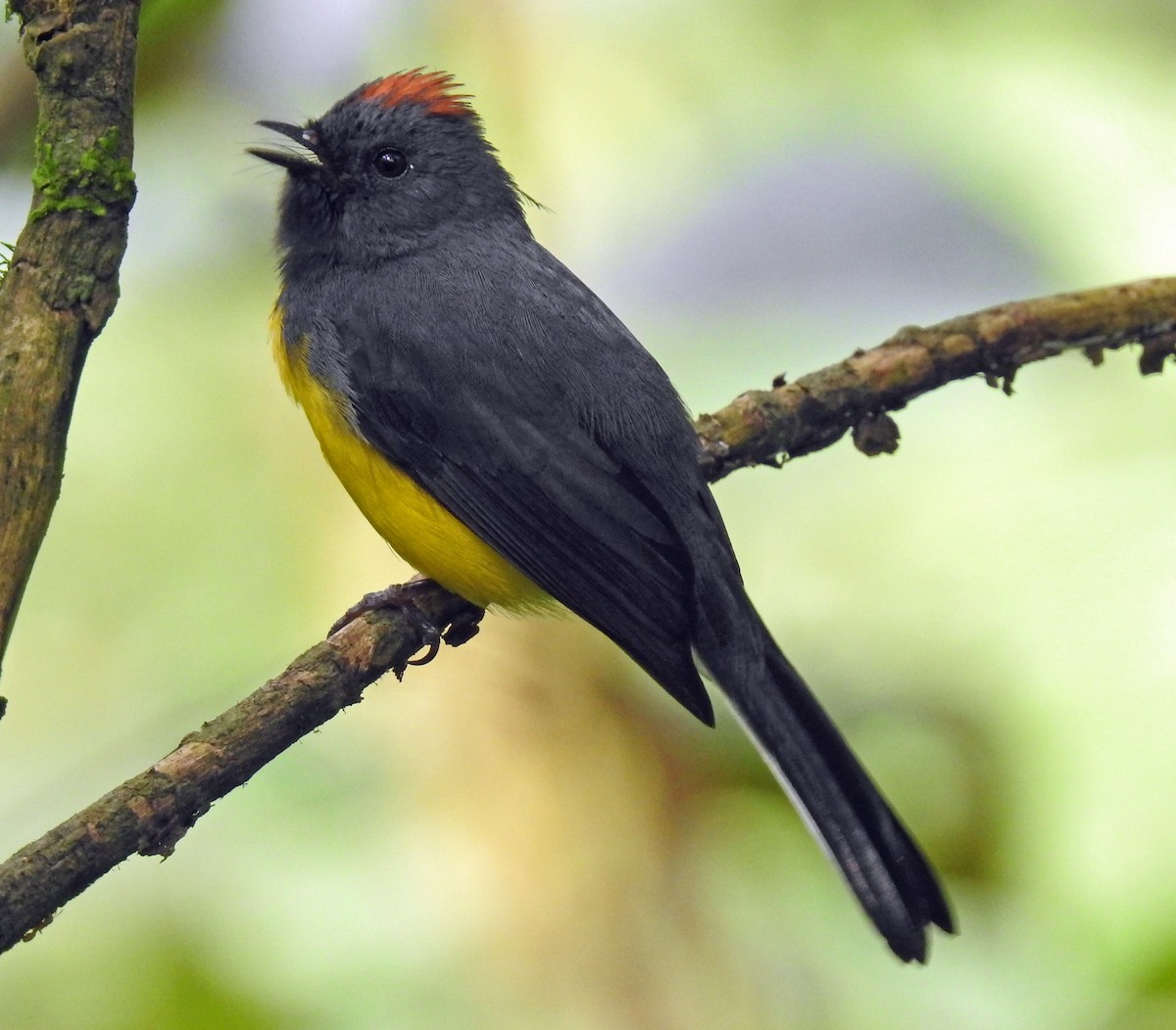 Slate-throated Redstart - ML628800245