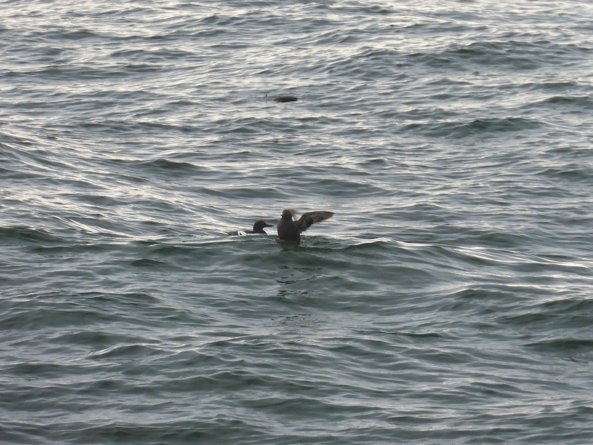 Pigeon Guillemot - ML628800327