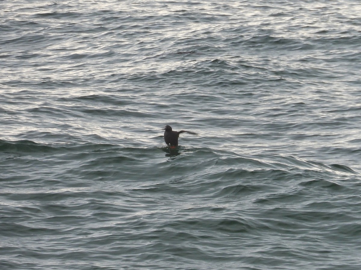 Pigeon Guillemot - ML628800328