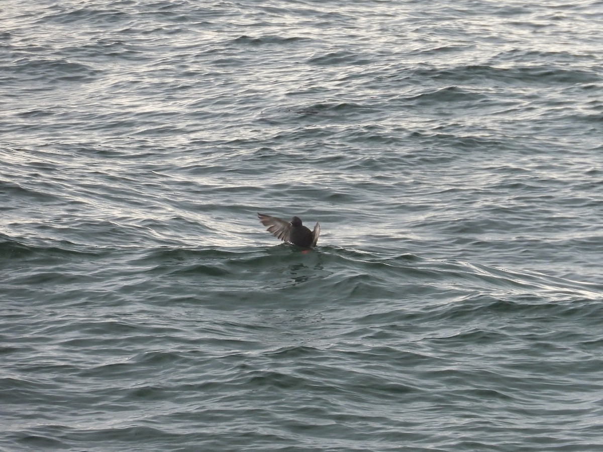 Pigeon Guillemot - ML628800330