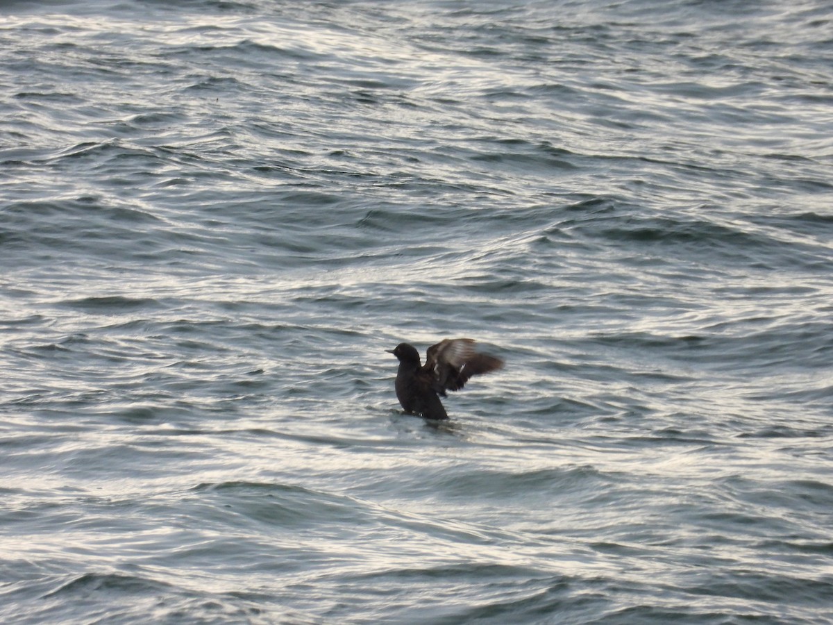 Pigeon Guillemot - ML628800331