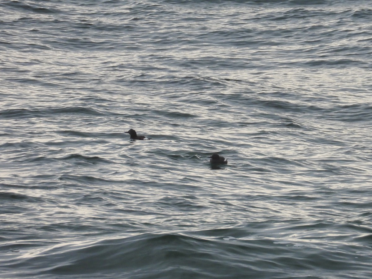 Pigeon Guillemot - ML628800332