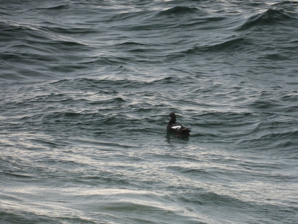 Pigeon Guillemot - ML628800333
