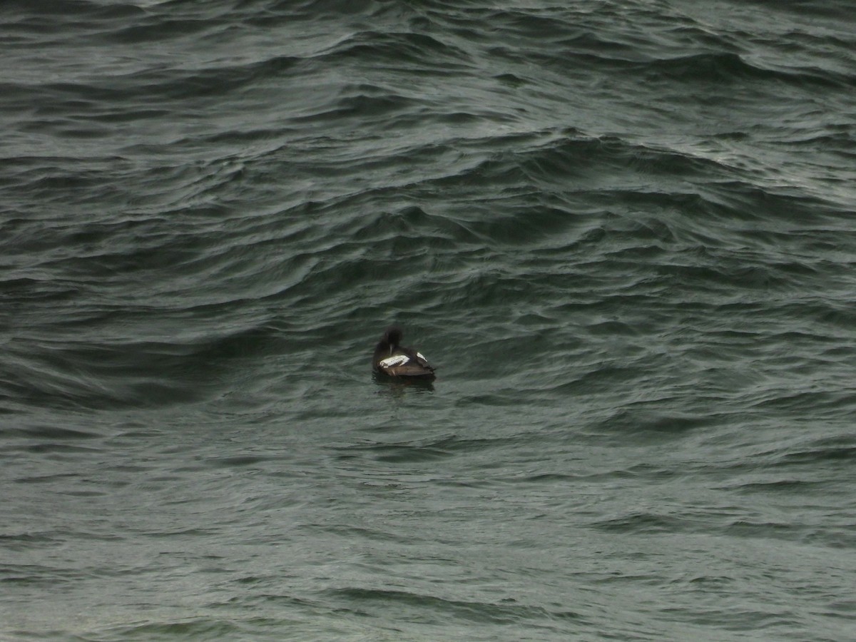 Pigeon Guillemot - ML628800334