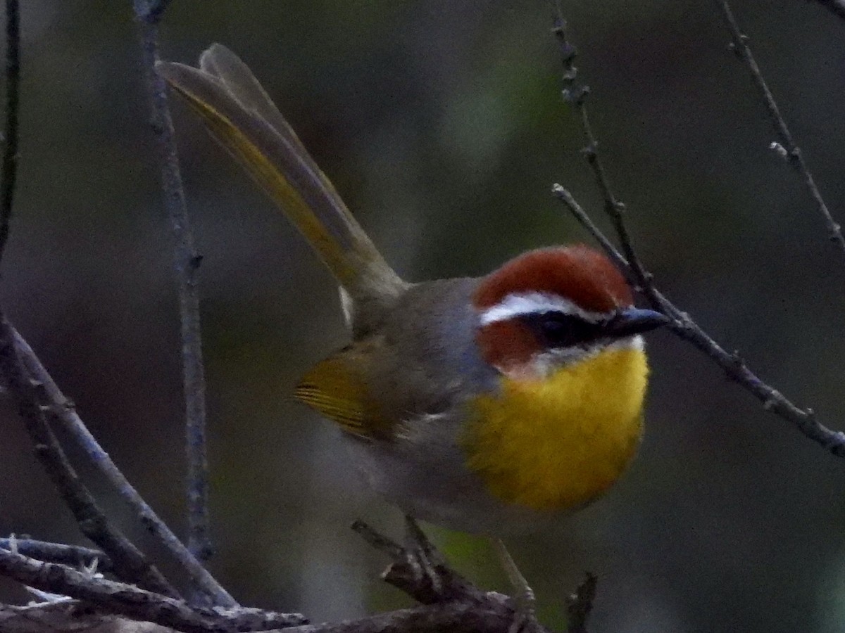 Rufous-capped Warbler - ML628800342