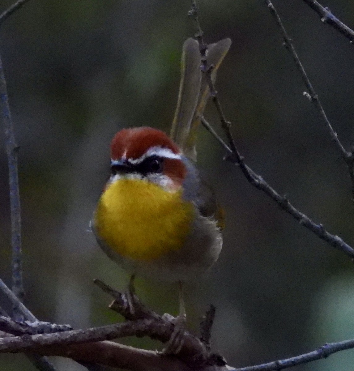 Rufous-capped Warbler - ML628800343